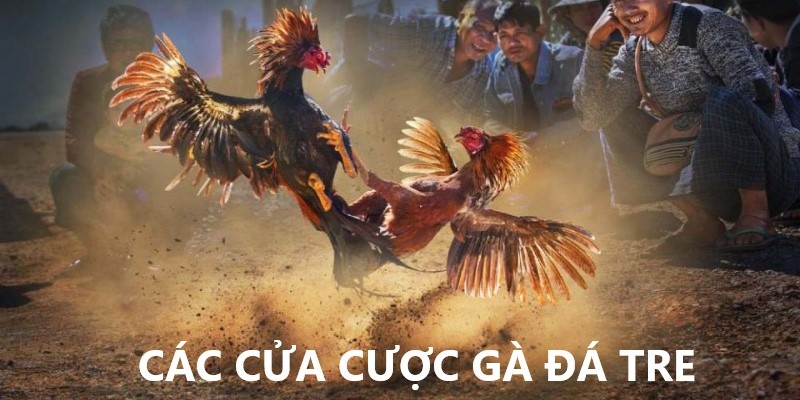 Các cửa cược tại gà đá tre