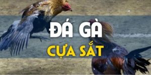 Đá gà cựa sắt