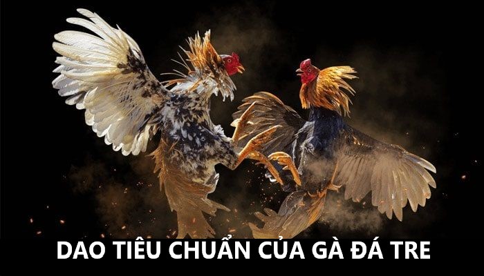 Yêu cầu về dao tiêu chuẩn trong gà đá tre