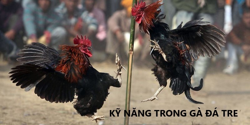 Kĩ năng trong đá gà tre